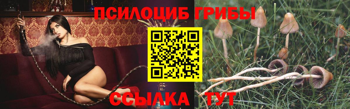 Псилоцибиновые грибы Psilocybe Североуральск
